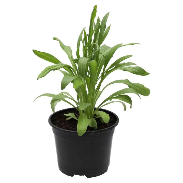  Live Food Plant. Cornflower (10cm pot)