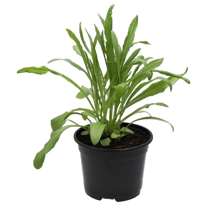  Live Food Plant. Cornflower (10cm pot)