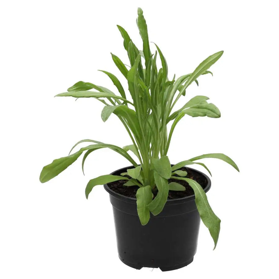  Live Food Plant. Cornflower (10cm pot)