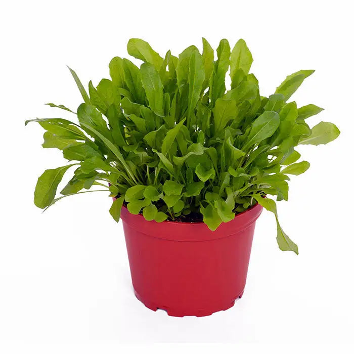 Buy Live Food Plant Dandelion online
