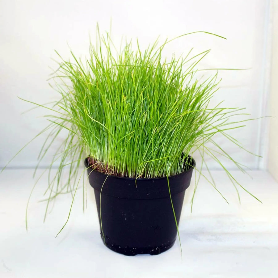 Buy Live Food Plant Fine Forage Grass (PPL855) Online at £4.74 from Reptile Centre