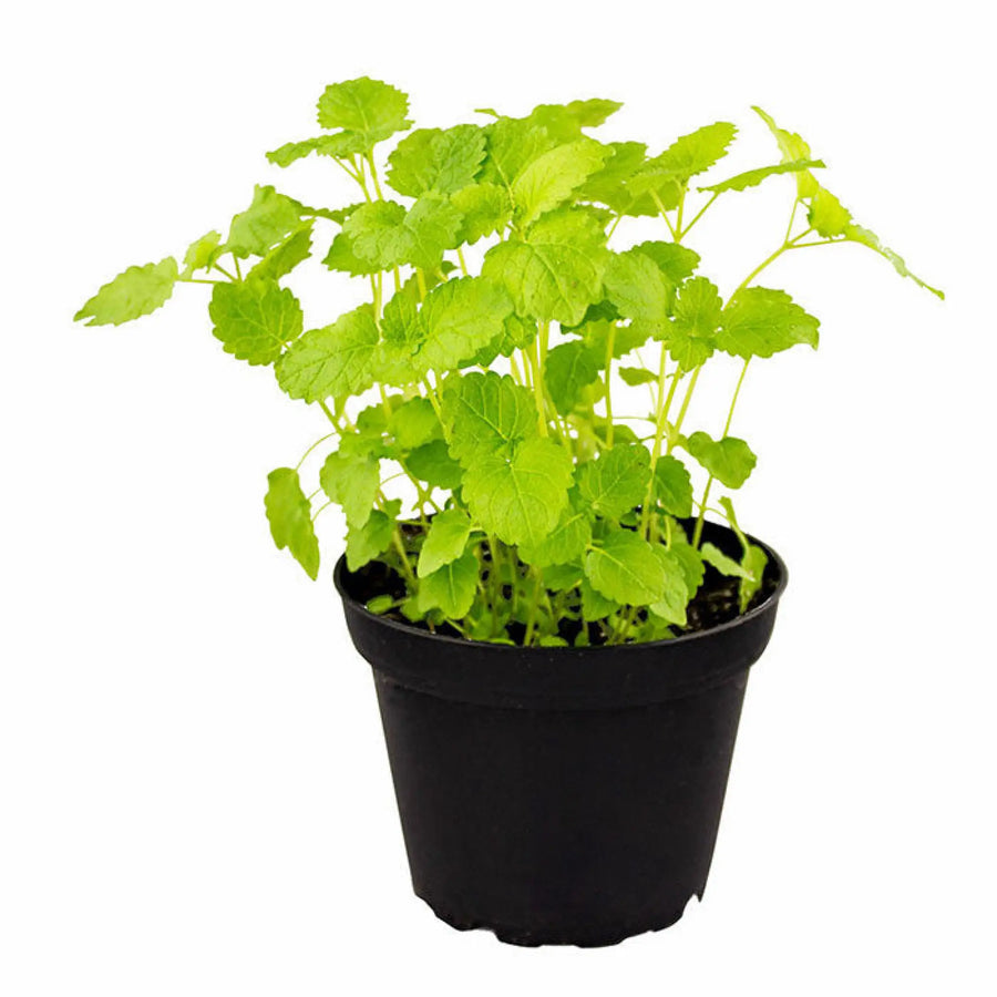 Buy Live Food Plant Lemon Balm (PPL835) Online at £4.74 from Reptile Centre