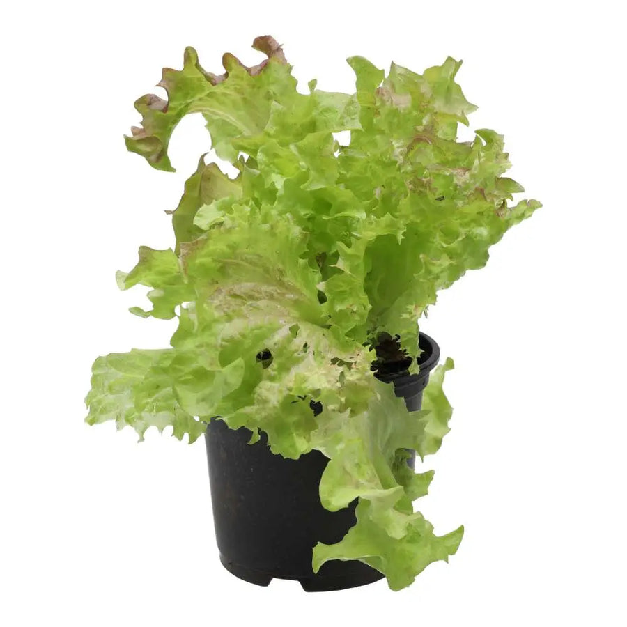 Live Food Plant. Lollo Rosso 10cm pot Live Plants