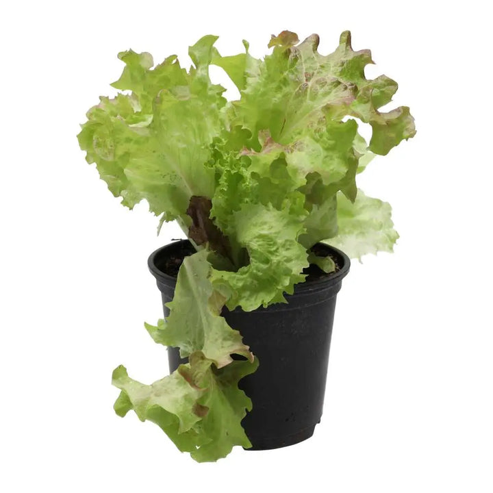 Live Food Plant. Lollo Rosso 10cm pot Live Plants