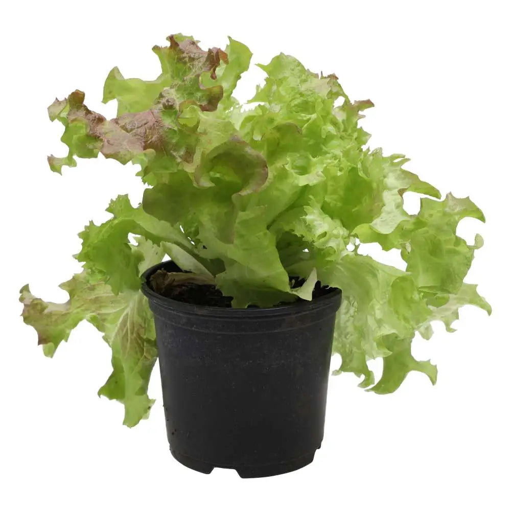 Live Food Plant. Lollo Rosso 10cm pot Live Plants
