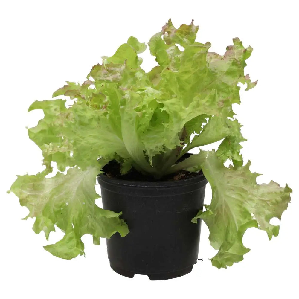 Live Food Plant. Lollo Rosso 10cm pot Live Plants