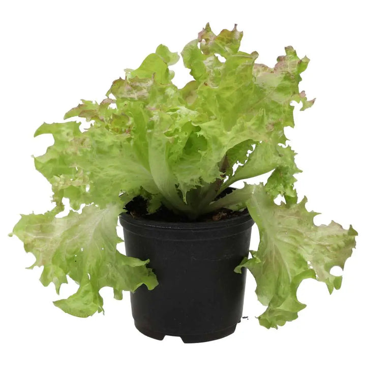 Live Food Plant. Lollo Rosso 10cm pot Live Plants