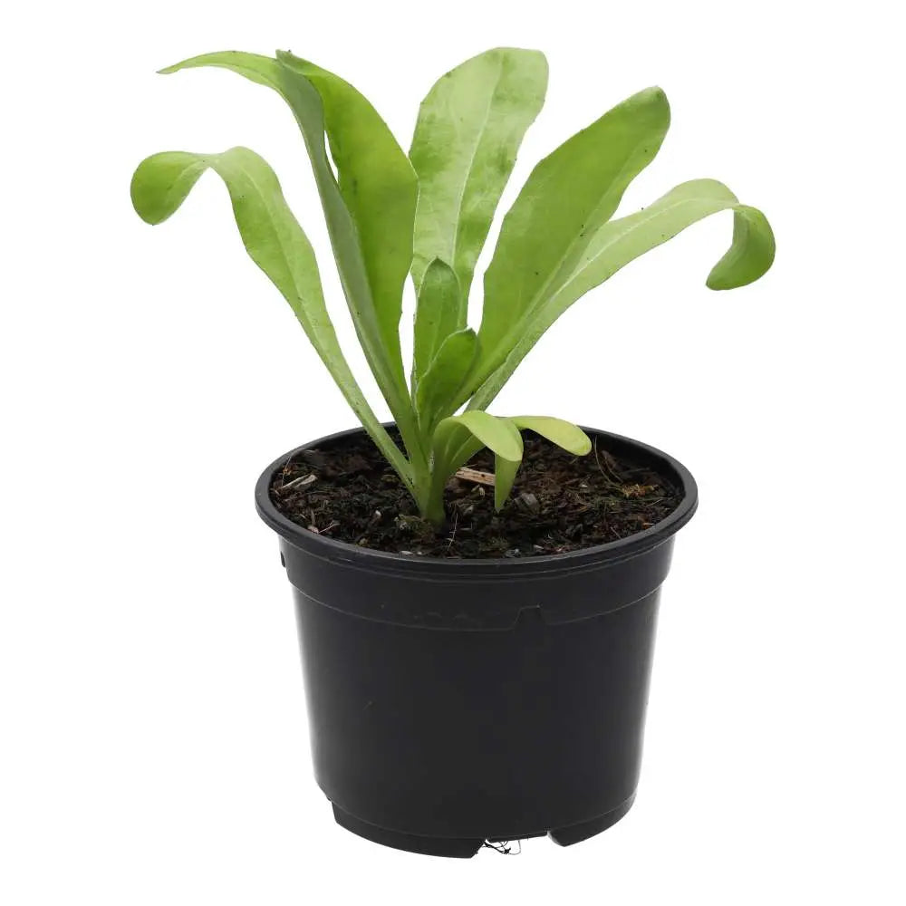PR Live Food Plant. Marigold (10cm pot)
