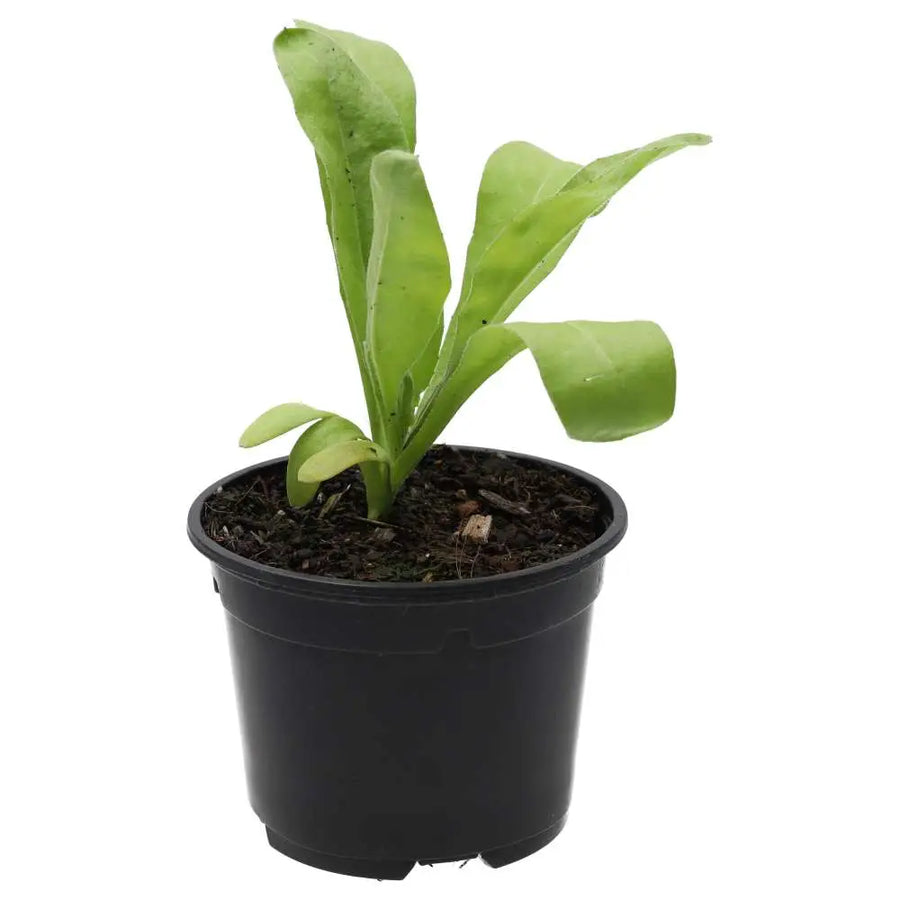 PR Live Food Plant. Marigold (10cm pot)
