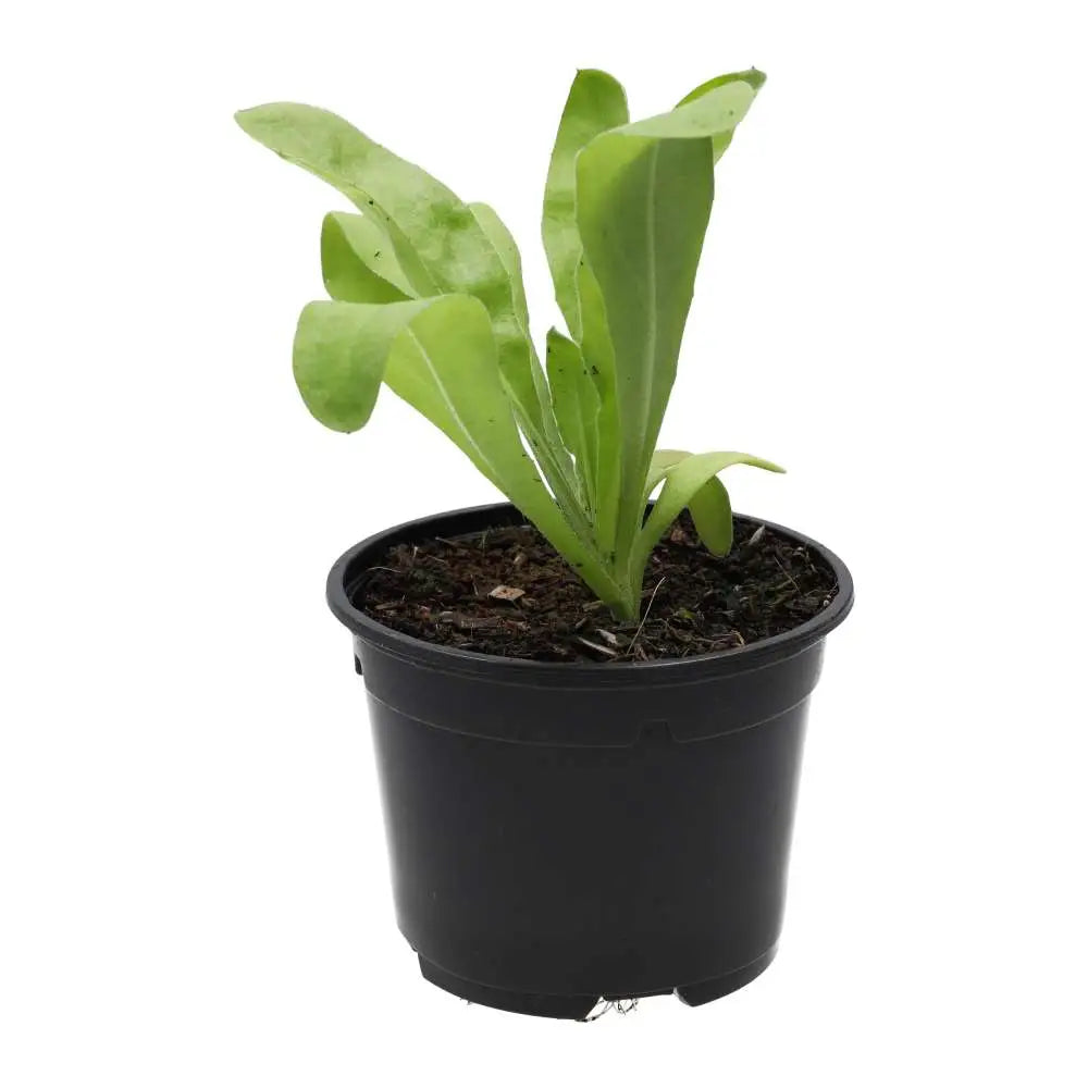 PR Live Food Plant. Marigold (10cm pot)