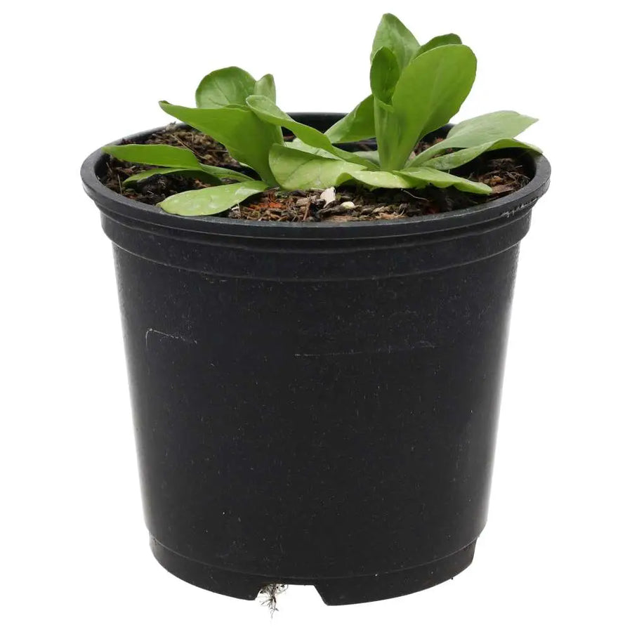 Live Food Plant. Musk Mallow (10cm pot) Live Plants