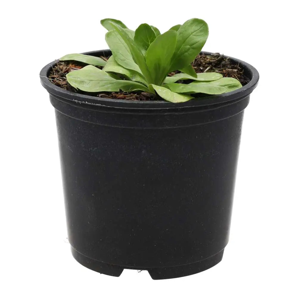 Live Food Plant. Musk Mallow (10cm pot) Live Plants