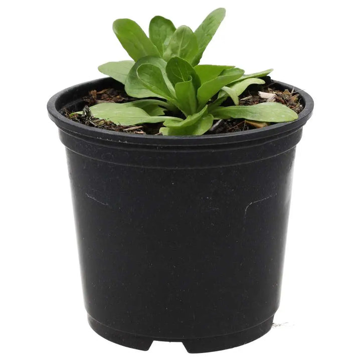 Live Food Plant. Musk Mallow (10cm pot) Live Plants