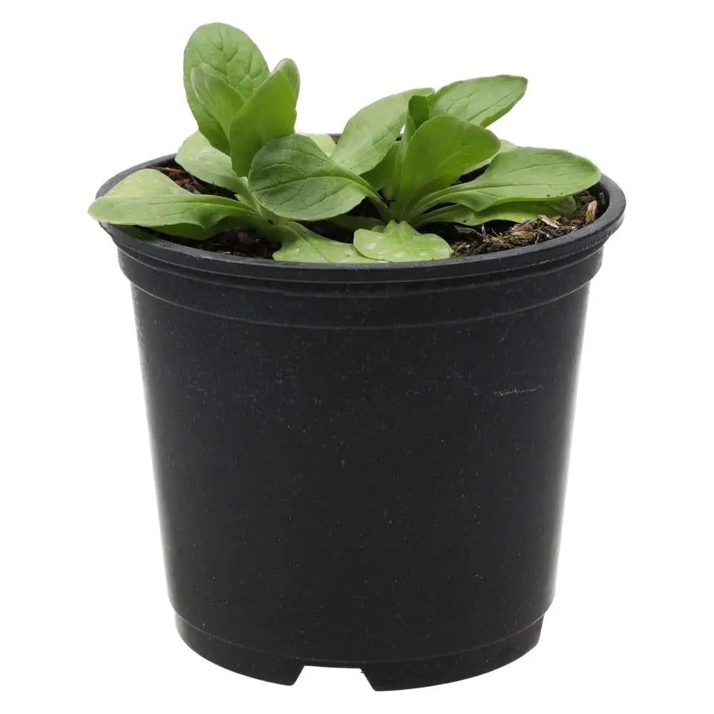 Live Food Plant. Musk Mallow (10cm pot) Live Plants