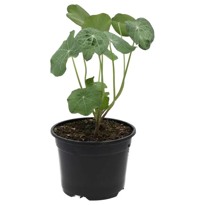 PR Live Food Plant. Nastrutium (10cm pot)
