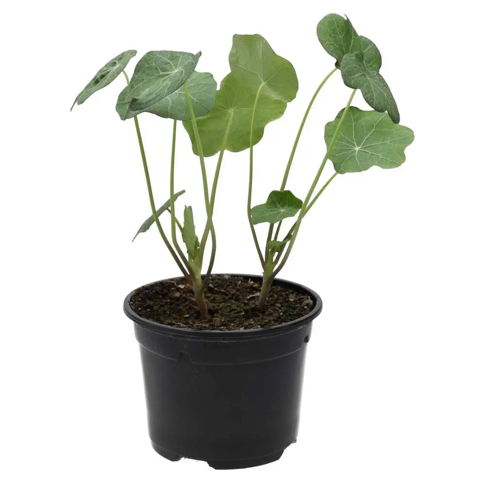 PR Live Food Plant. Nastrutium (10cm pot)
