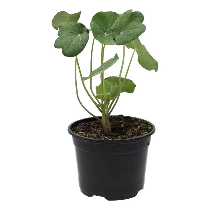PR Live Food Plant. Nastrutium (10cm pot)
