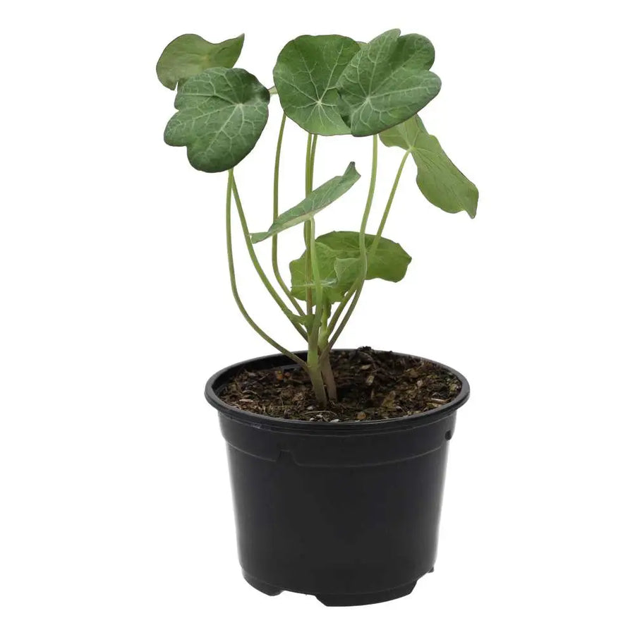 PR Live Food Plant. Nastrutium (10cm pot)
