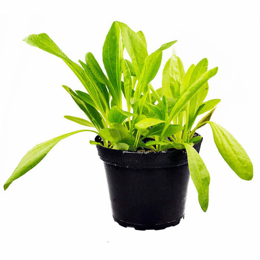Buy Live Food Plant Plantain (PPL825) Online at £4.74 from Reptile Centre