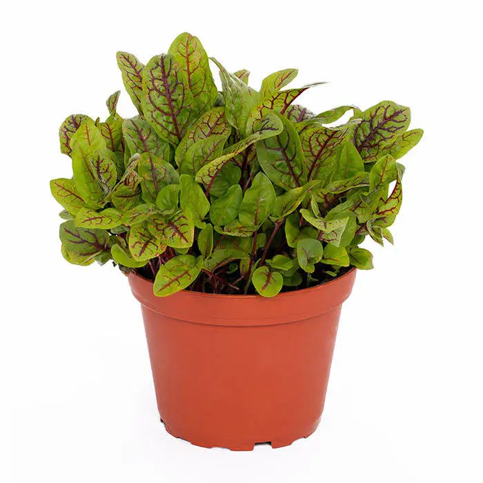 Buy Live Food Plant Red Sorrel 'Red Pixie' online