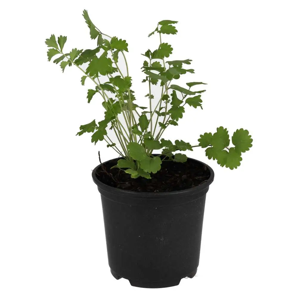 Buy Live Food Plant Salad Burnet online
