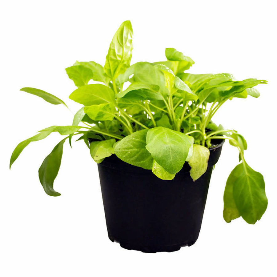 Buy Live Food Plant Selfheal (PPL830) Online at £4.74 from Reptile Centre