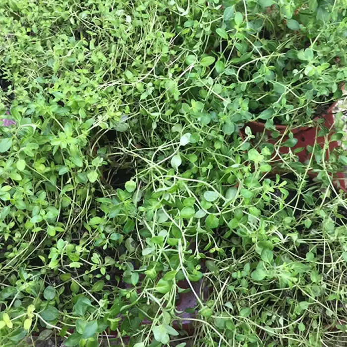 Buy Live Food Plant Thyme online