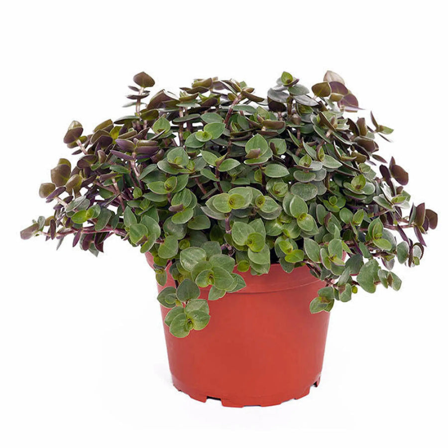 Buy Live Food Plant Callisia Repens (PPL805) Online at £4.74 from Reptile Centre