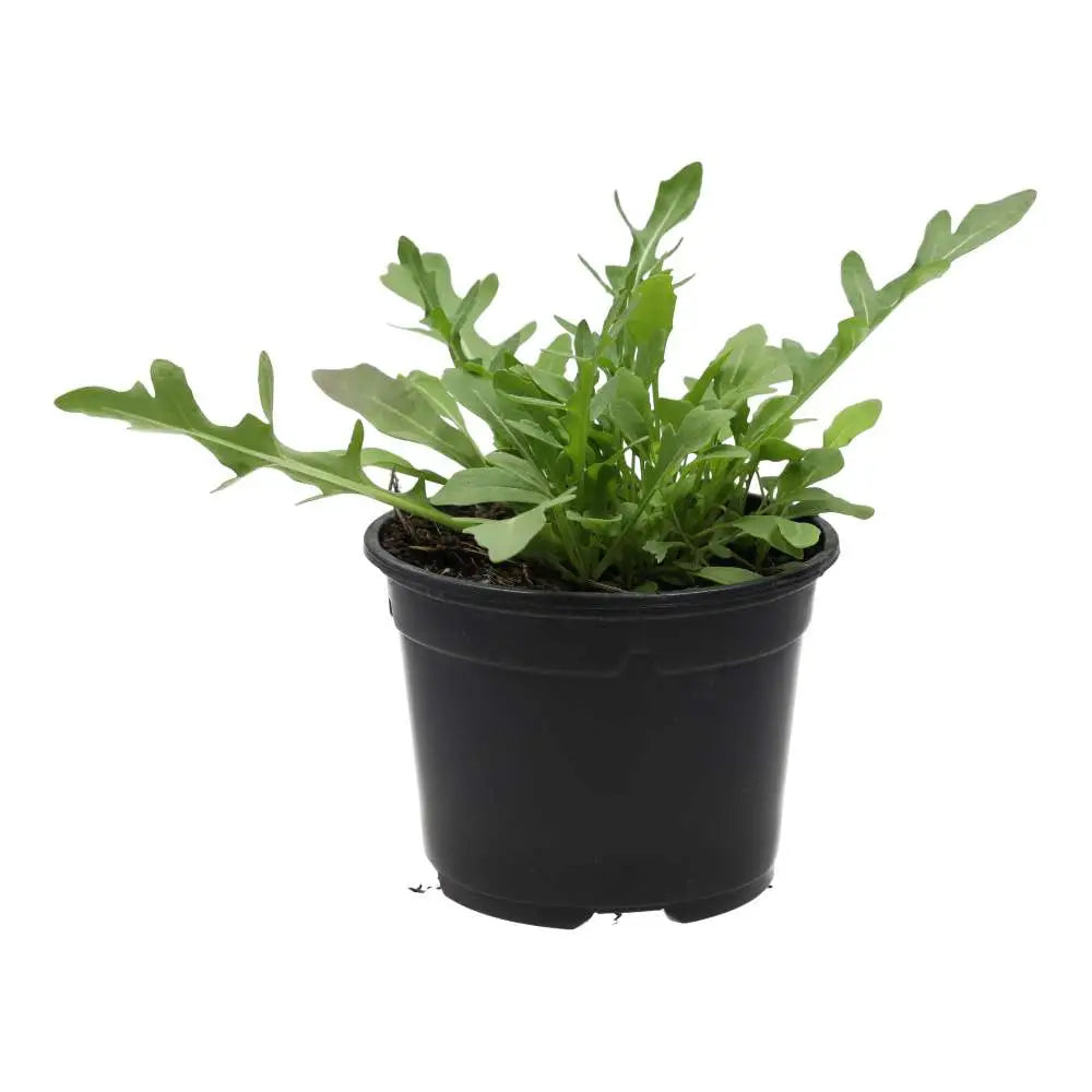 Buy Live Food Plant. Wild rocket (10cm pot) online