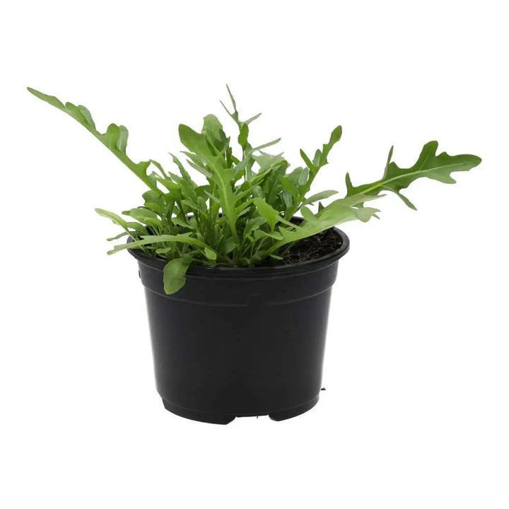 PR Live Food Plant. Wild rocket (10cm pot)
