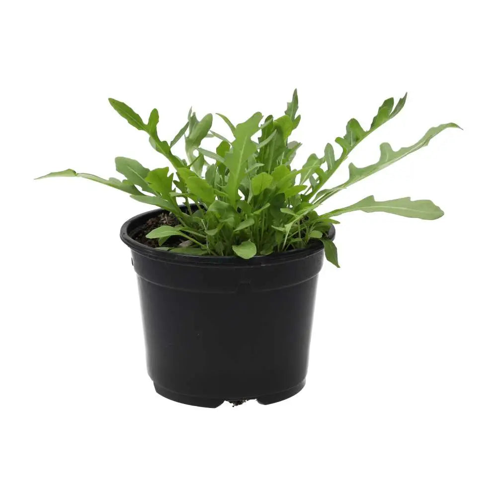 PR Live Food Plant. Wild rocket (10cm pot)
