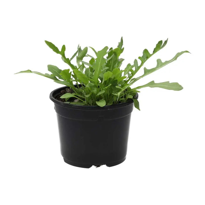 PR Live Food Plant. Wild rocket (10cm pot)

