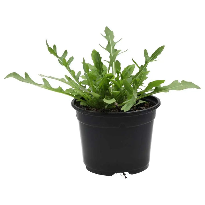 PR Live Food Plant. Wild rocket (10cm pot)
