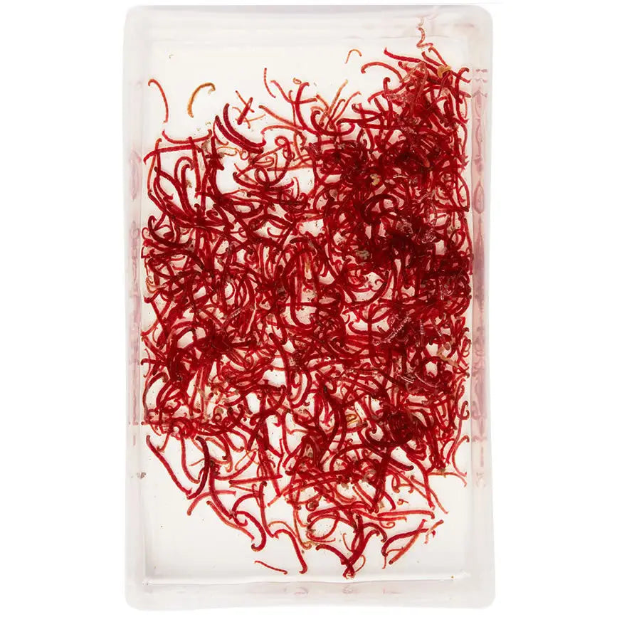 Buy Live Large Bloodworms 100ml online