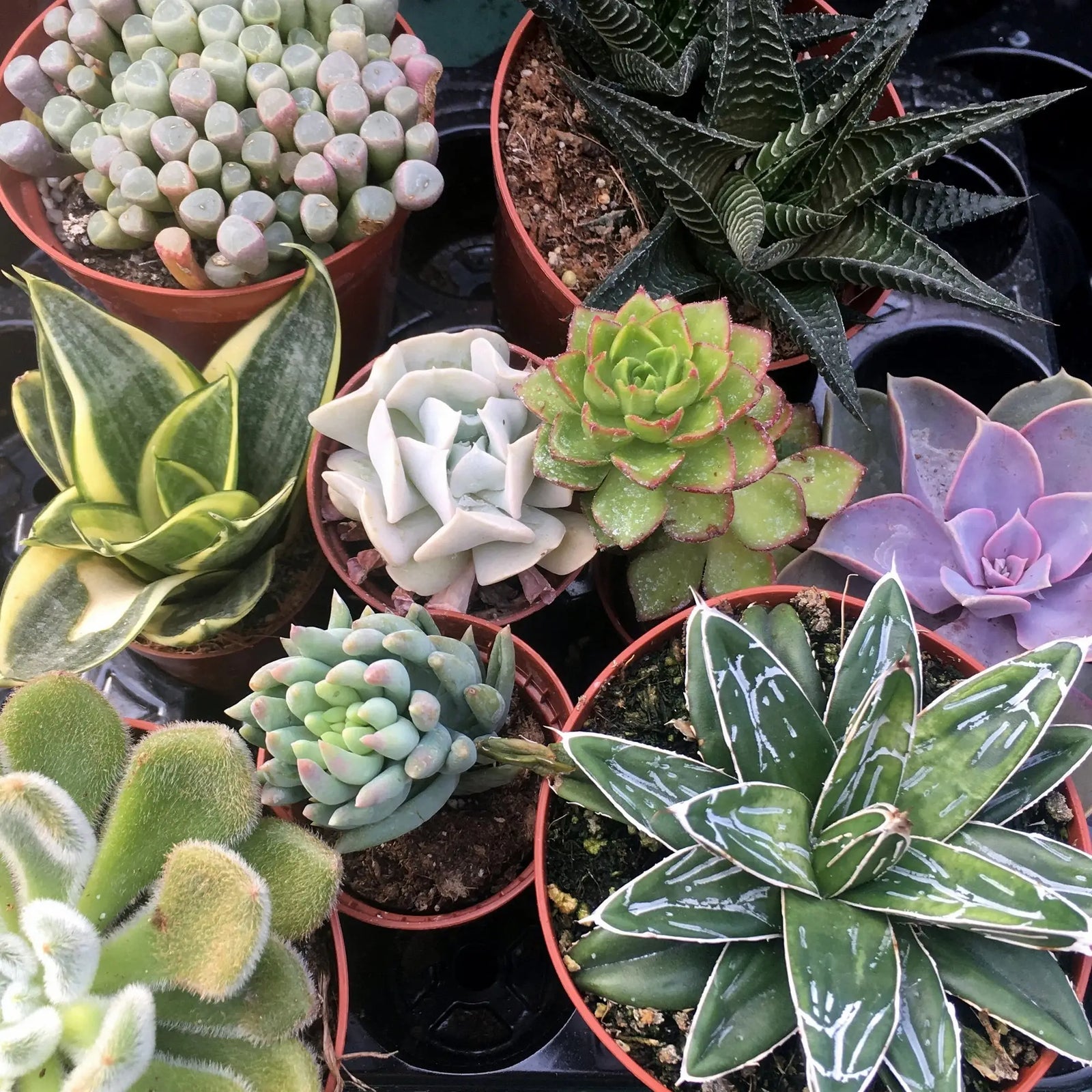 Buy Live Plant Arid Collection - 6 Assorted Plants online