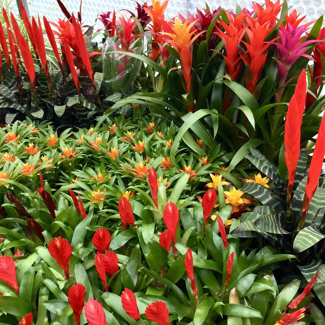 Buy Live Plant Bromeliad Collection - 20 Assorted Plants online