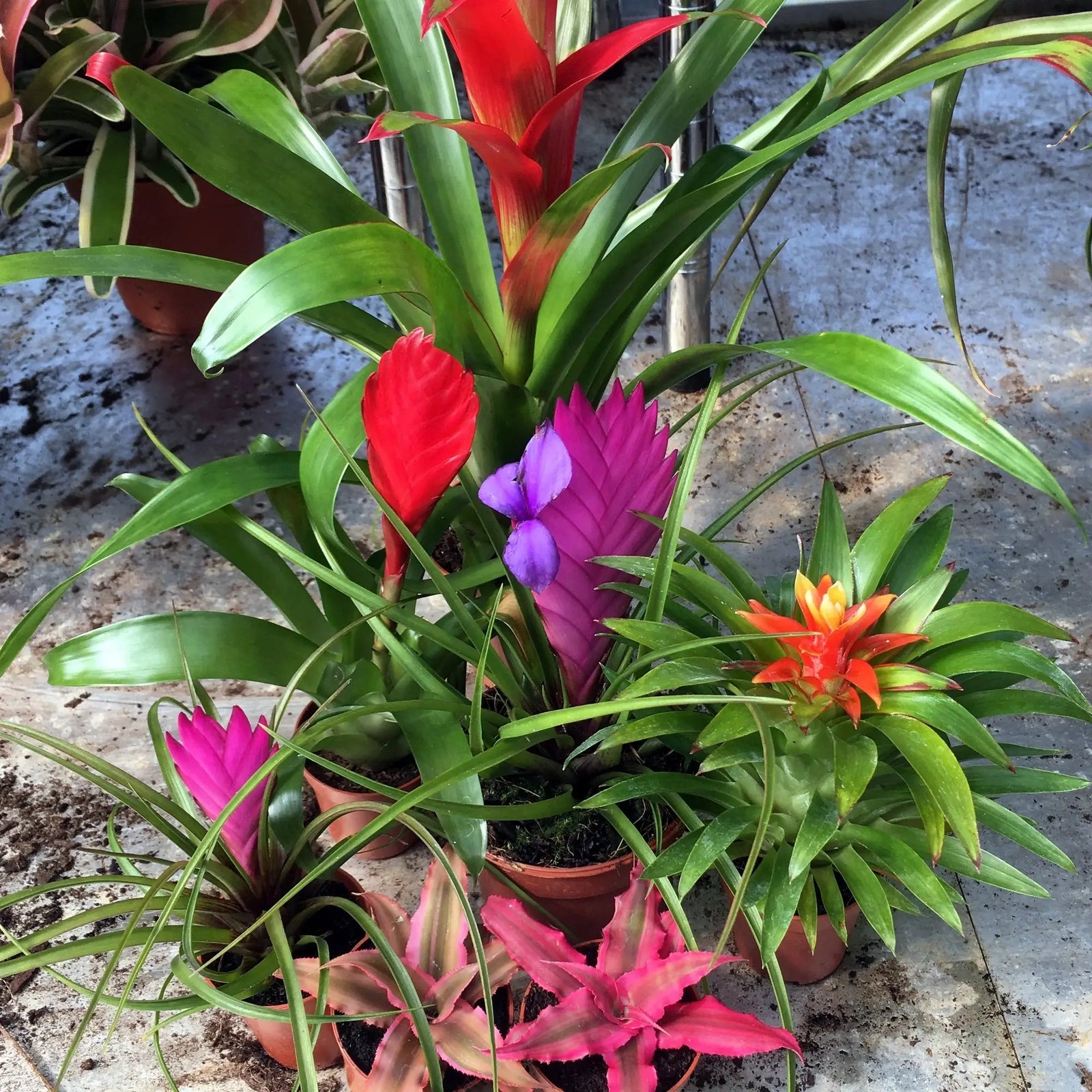 Buy Live Plant Bromeliad collection - 6 Assorted Plants online