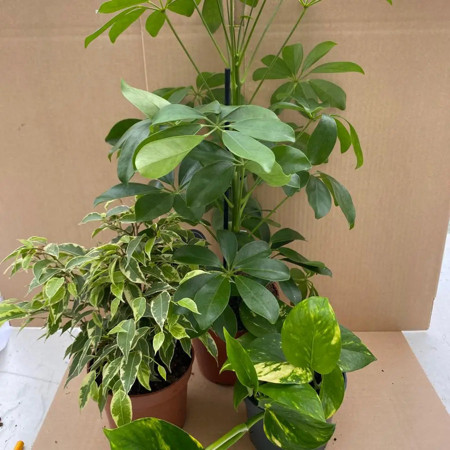 Live Plant Chameleon Collection - 3 Assorted Plants