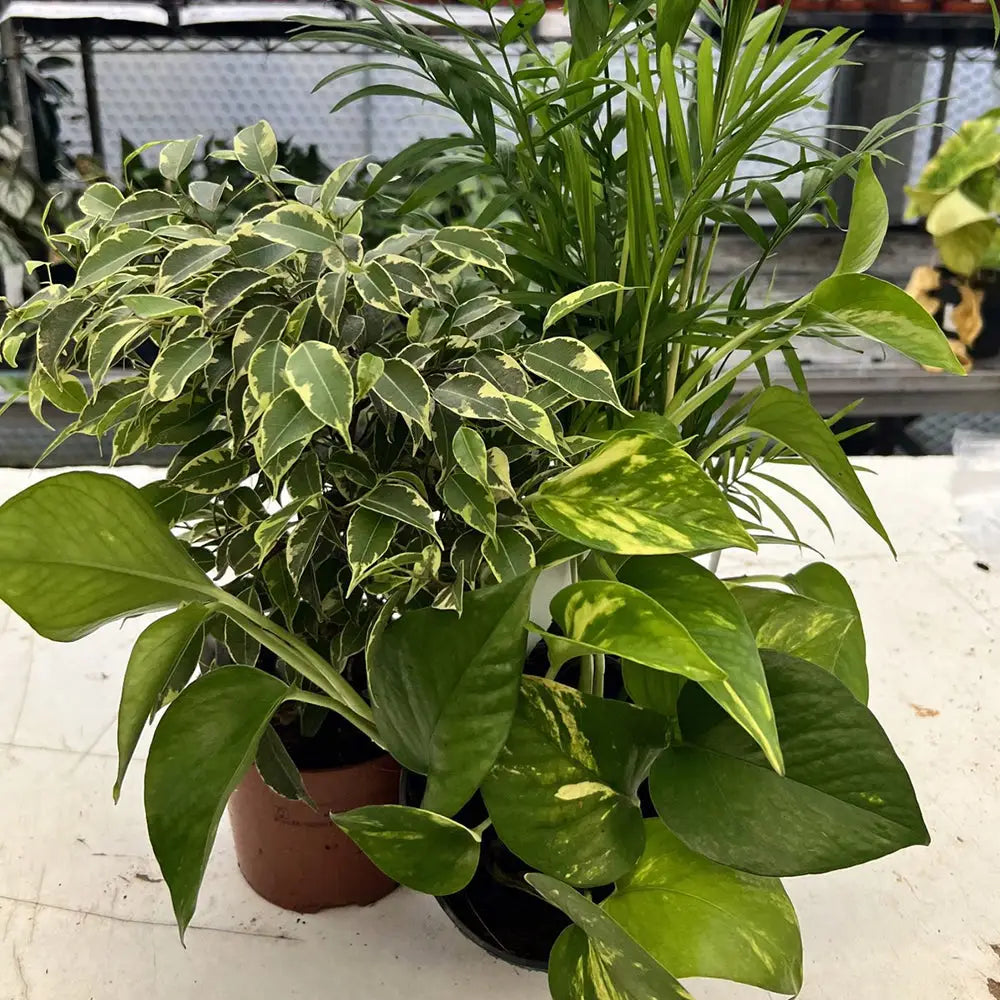 Buy Live Plant Crested Gecko Collection - 3 Assorted Plants online