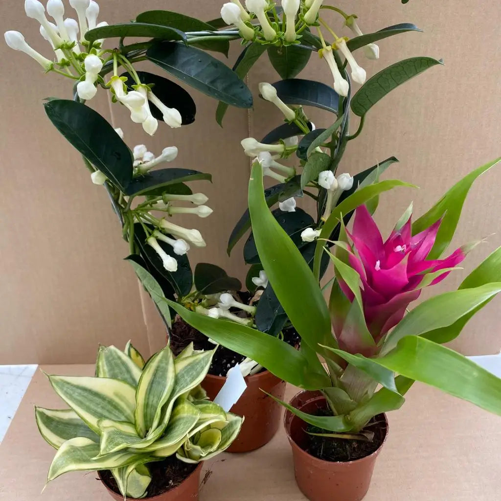 Buy Live Plant Day Gecko Collection - 3 Assorted Plants online