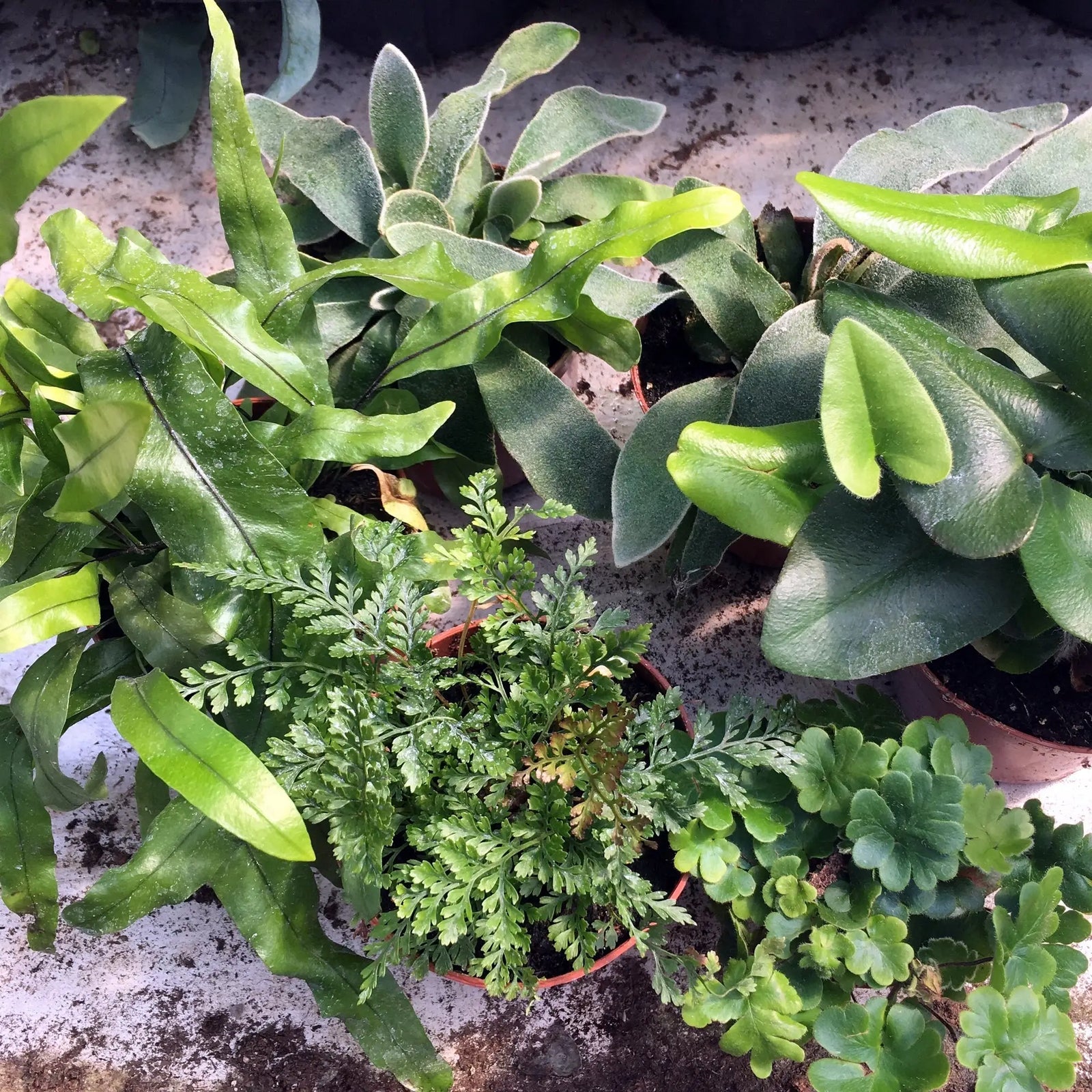 Buy Live Plant Fern Collection - 6 Assorted Plants online