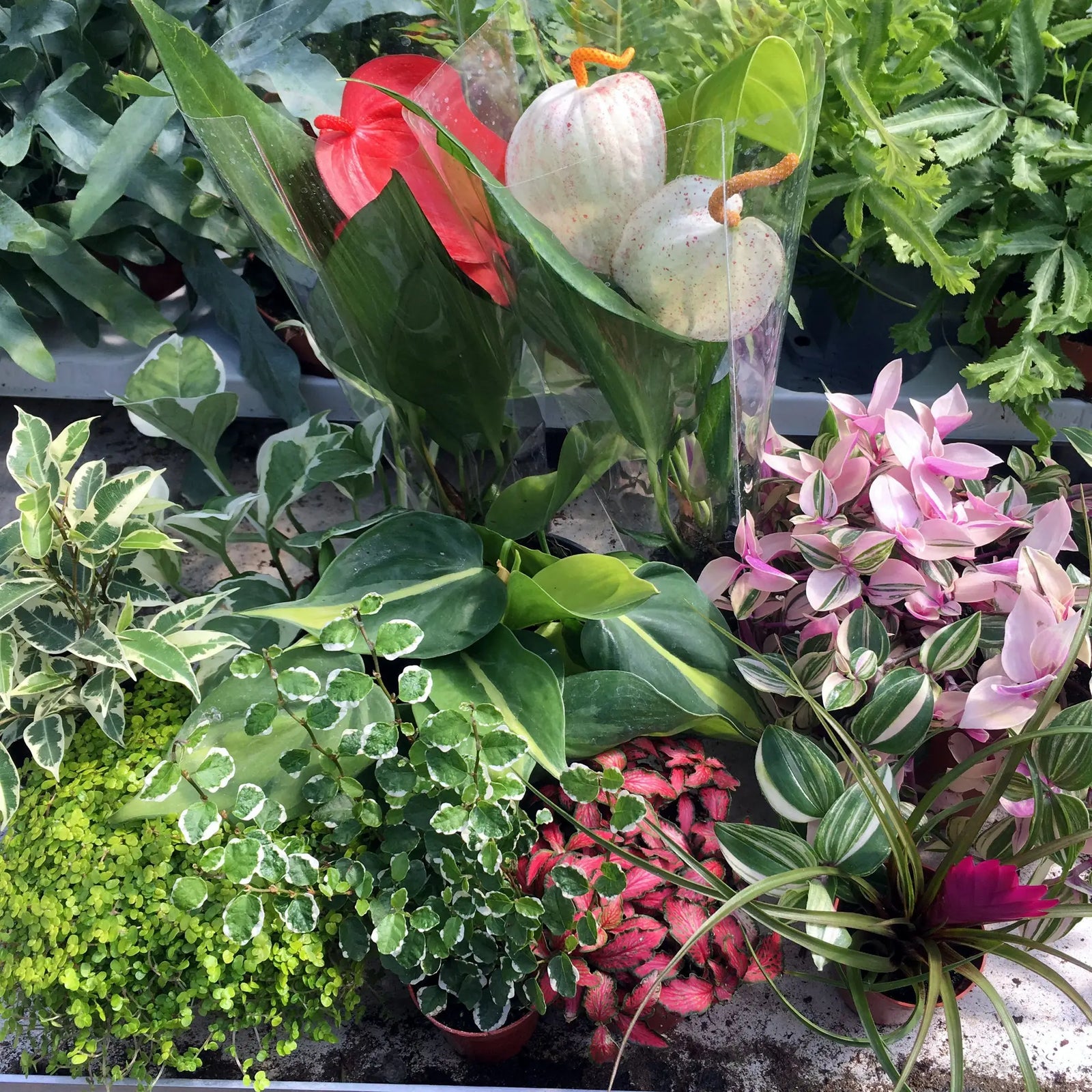 Buy Live Plant Jungle Collection - 20 Assorted Plants online