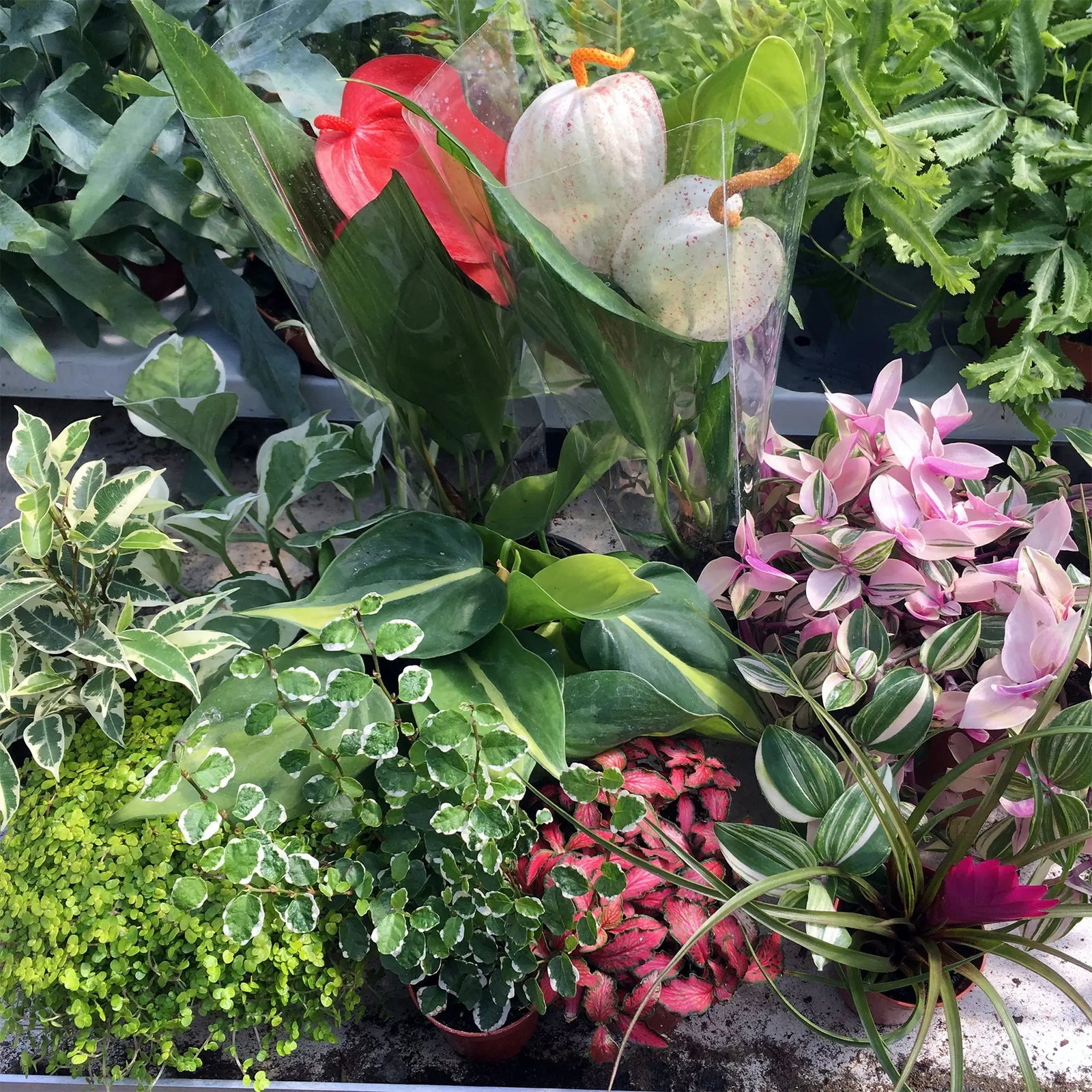 Buy Live Plant Jungle Collection - 6 Assorted Plants online