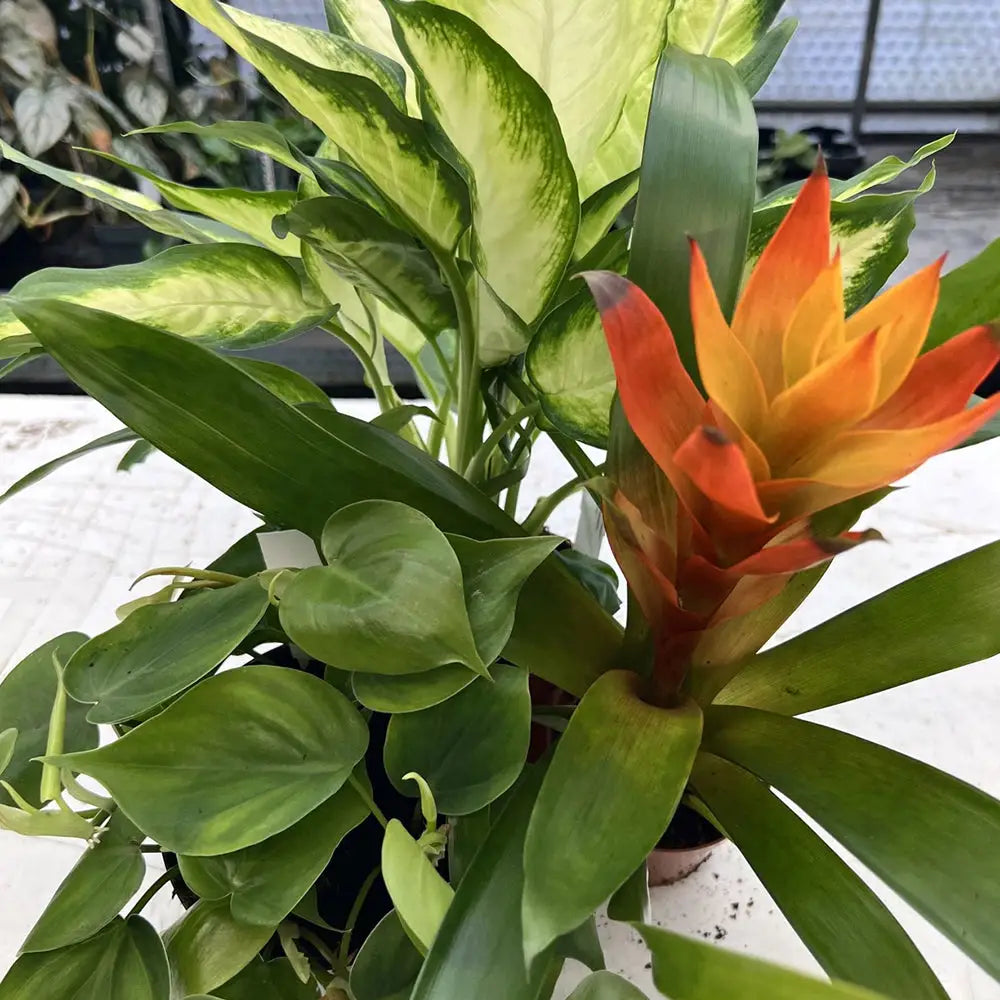 Buy Live Plant Tree Frog Collection - 3 Assorted Plants online