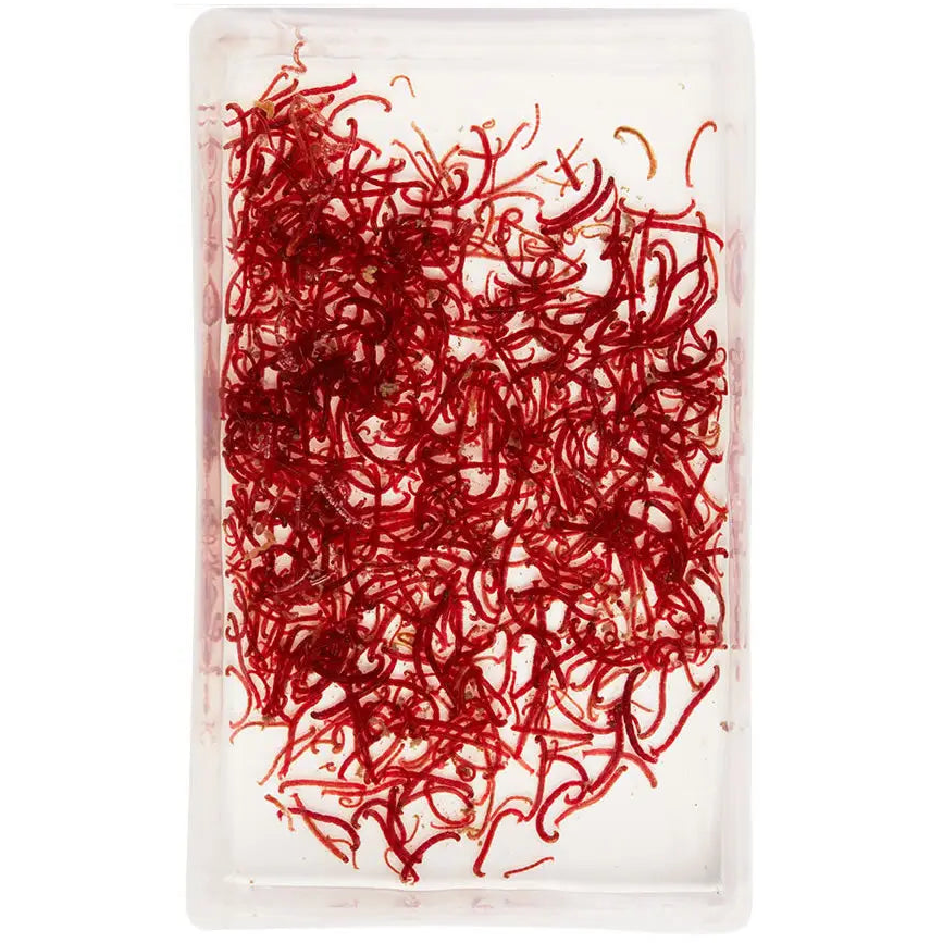 Live Large Bloodworms 100ml