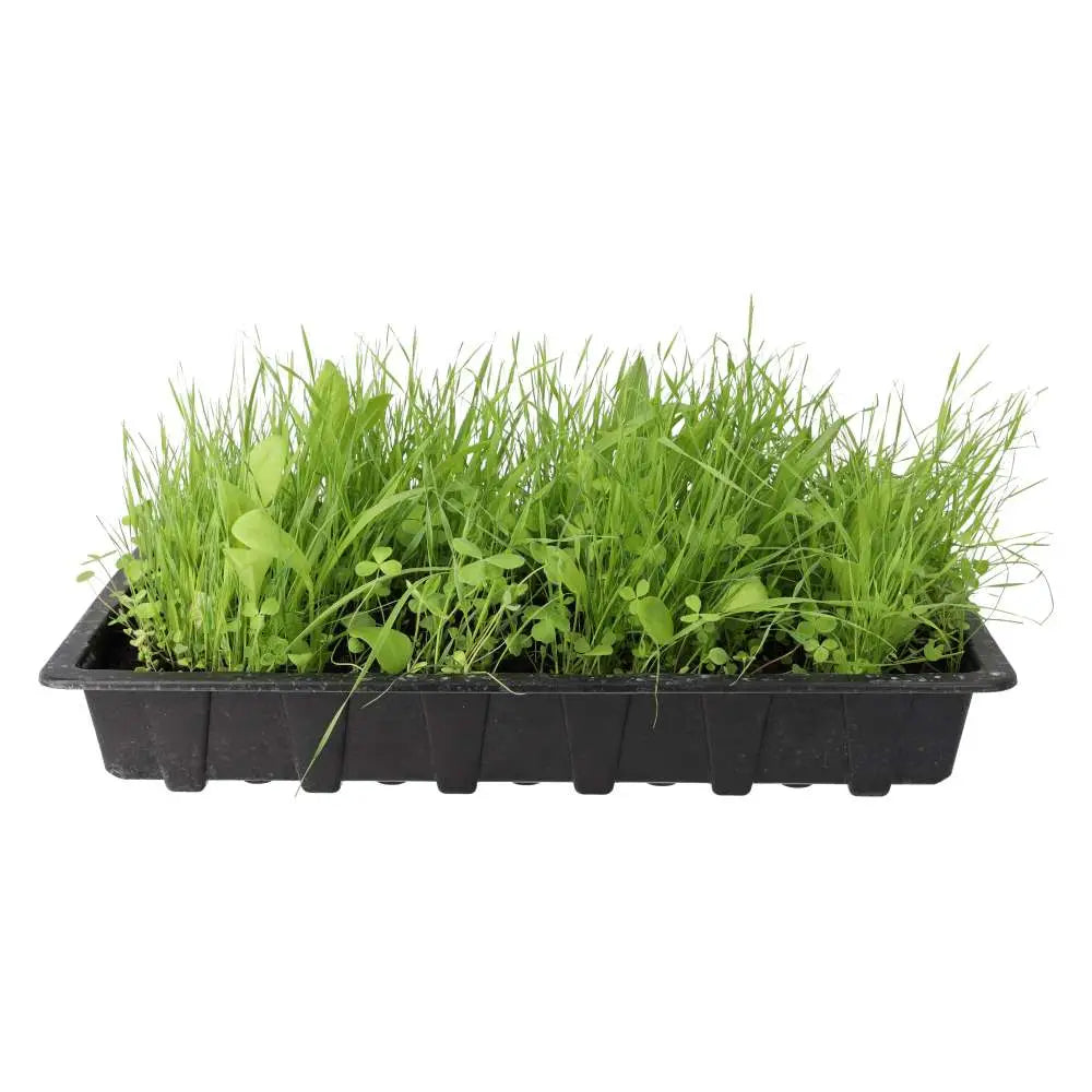 Buy Living Salad Tray Mix online