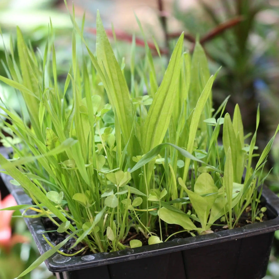 Living Salad Tray Mix Live Plants
