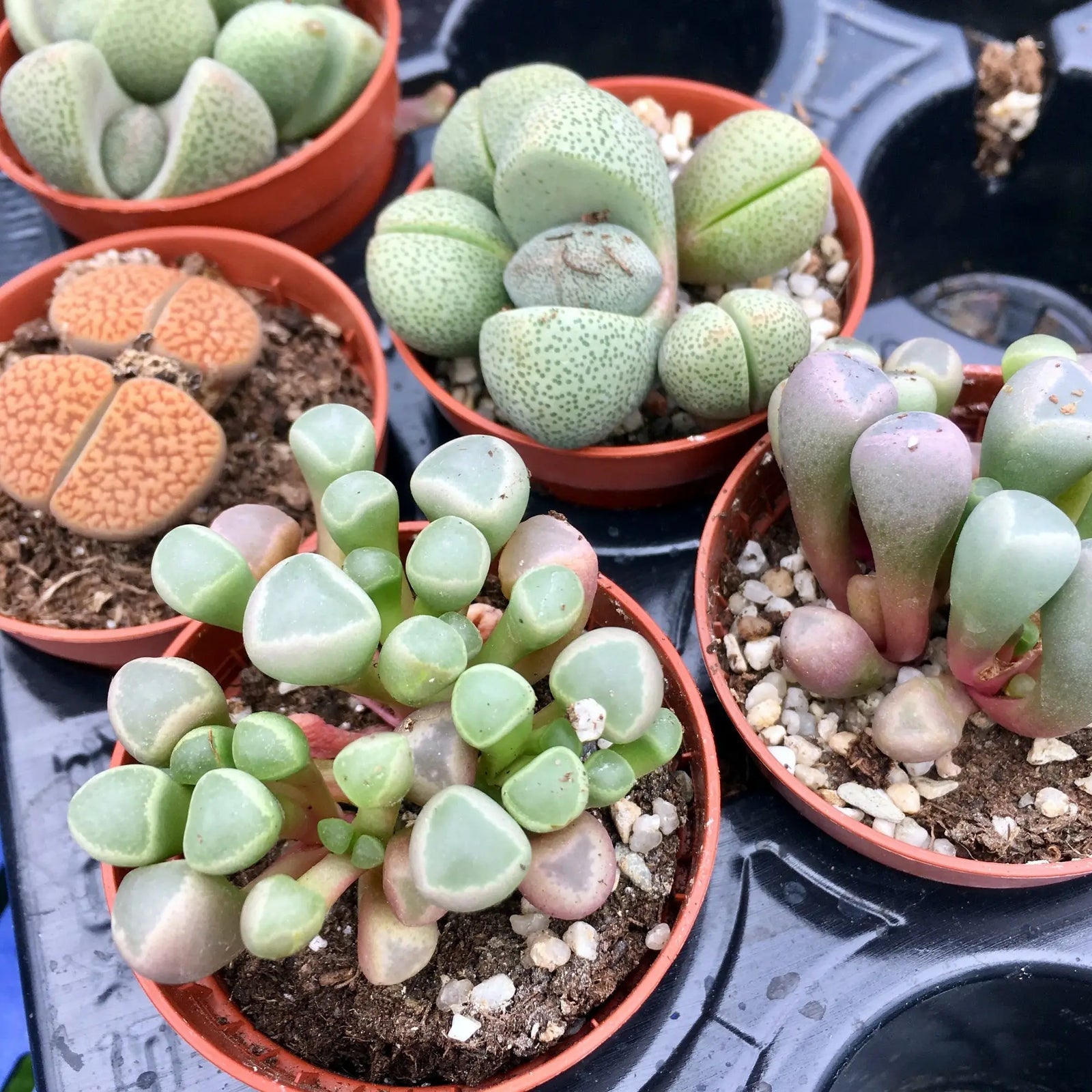 Buy Living Stones (Lithops sp.) online