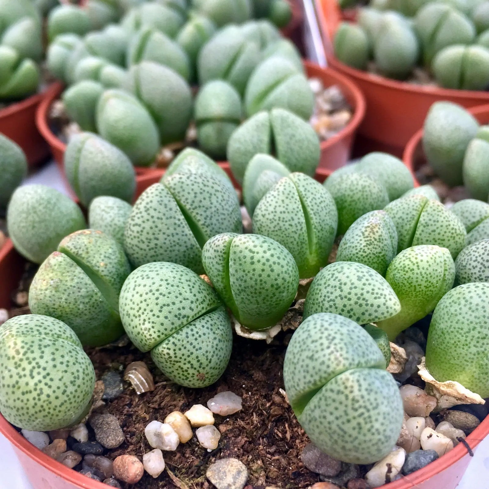Buy Living Stones (Lithops sp.) online