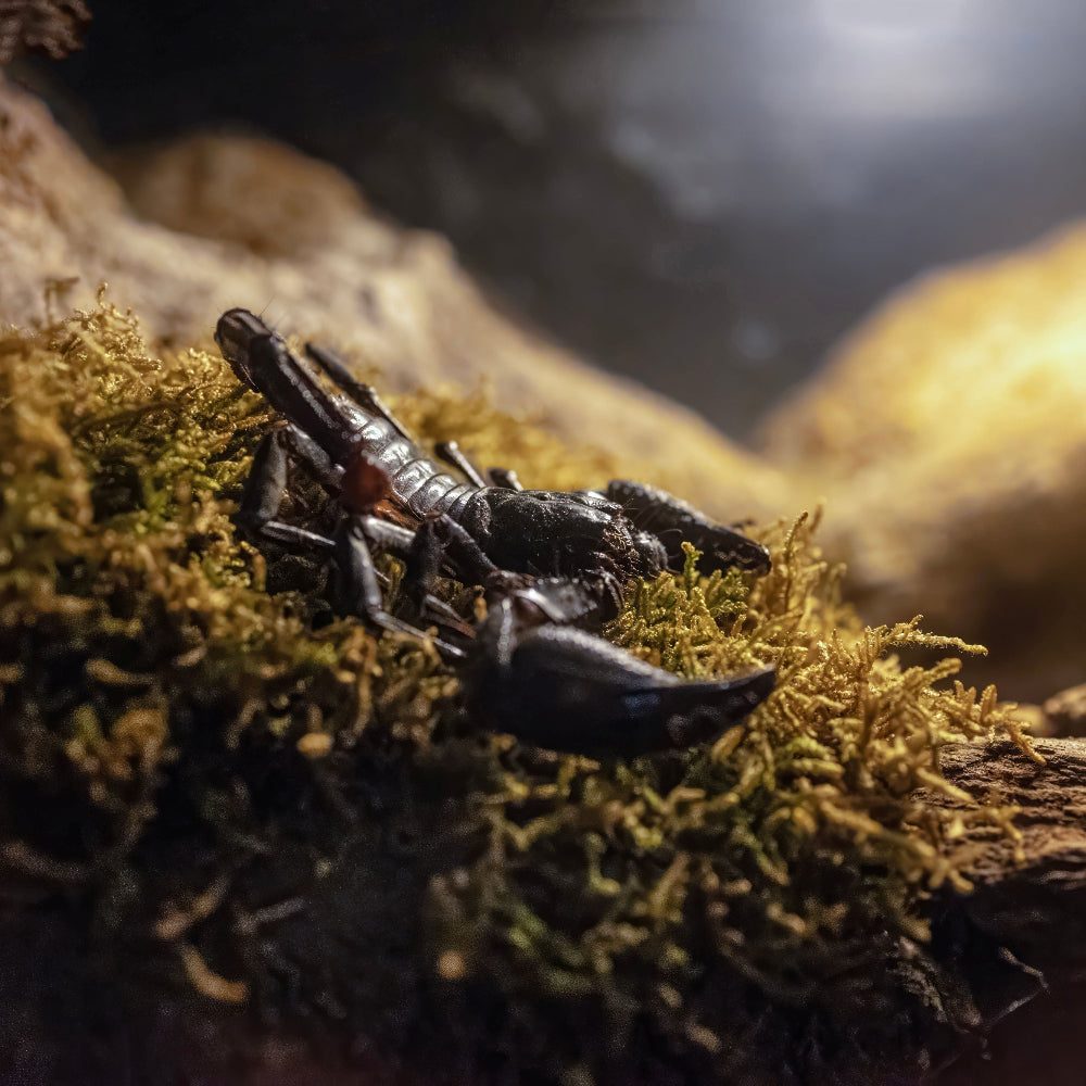 A Laos forest scorpion resting on a moss bed suspended on a dry bark branch